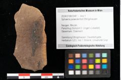 Foto (Objekt + Etikett) von Sphaeria palaeolentisti Ettingshausen (NHMW-GEO-2024-0188-0047)